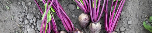 Dobbelhoeve Bio Rode biet Dobbelhoeve Bio Rode biet